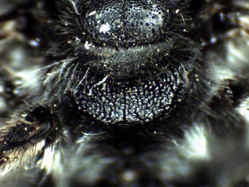 Réf. 270 668 : Lasioglossum sexnotatum
